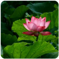 欢迎使用Z-BlogPHP！